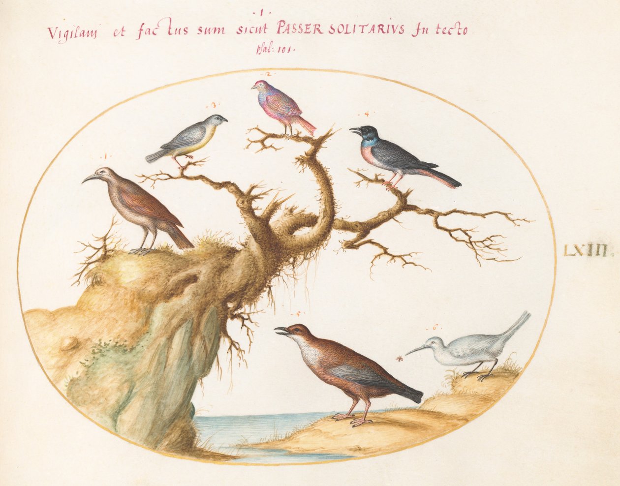 Plate 63: アオサギやカッコウなど6羽の小鳥(?) 作： ヨリス・ヘフナーゲル