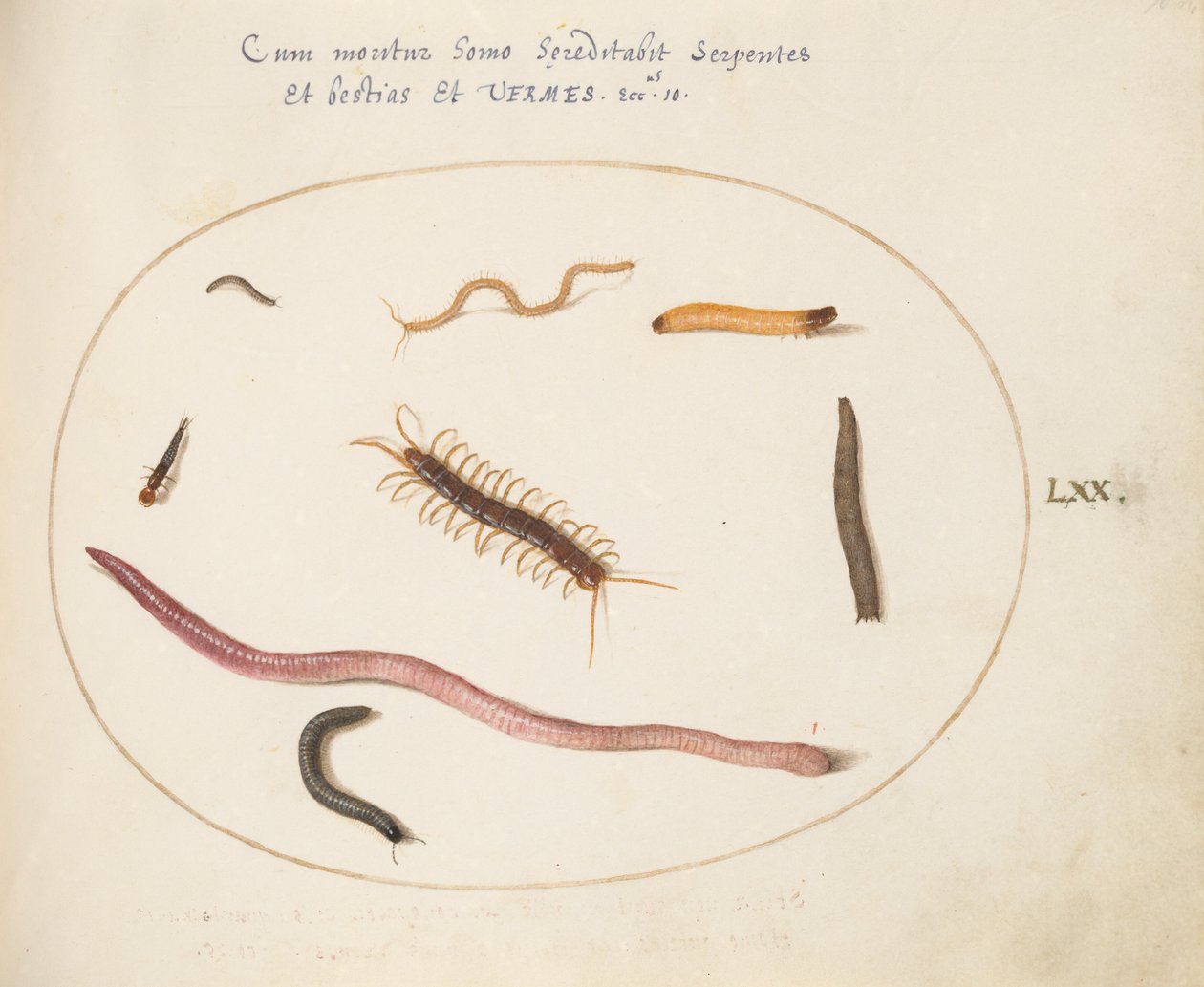 プレート 70: ミミズ、ムカデ、ヤスデ、およびその他の長い生き物 作： ヨリス・ヘフナーゲル