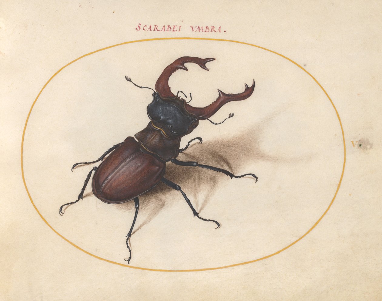 スカラベカブトムシ、c.1575-80 作： ヨリス・ヘフナーゲル