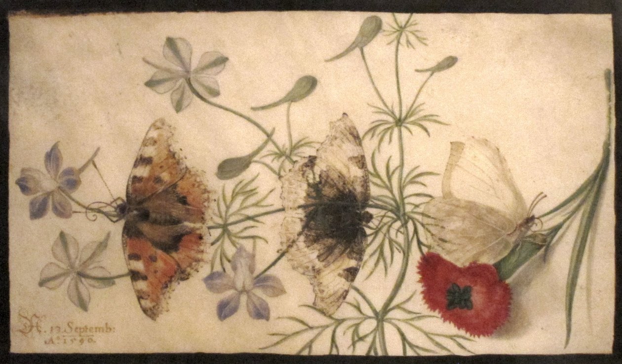 花と蝶の研究 作： ヨリス・ヘフナーゲル
