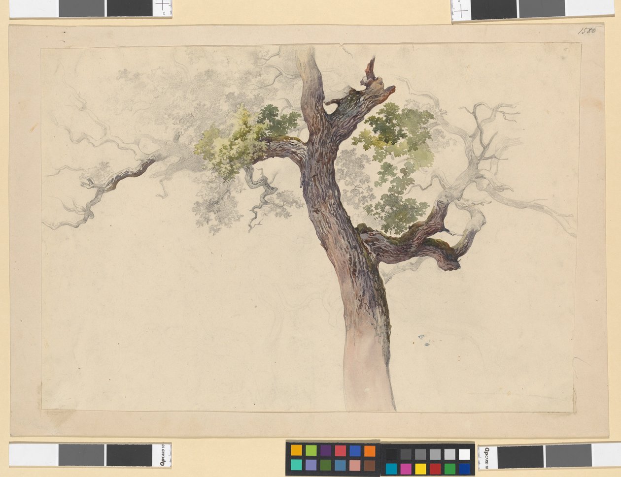 樹木の習作 作： ヨーゼフ・クリフバー