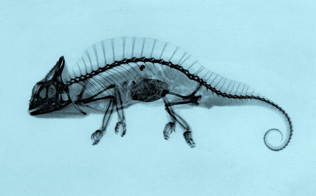 クレステッドカメレオン（Trioceros cristatus）の歴史的X線写真 1896年（写真） 作： ヨーゼフマリアエデル
