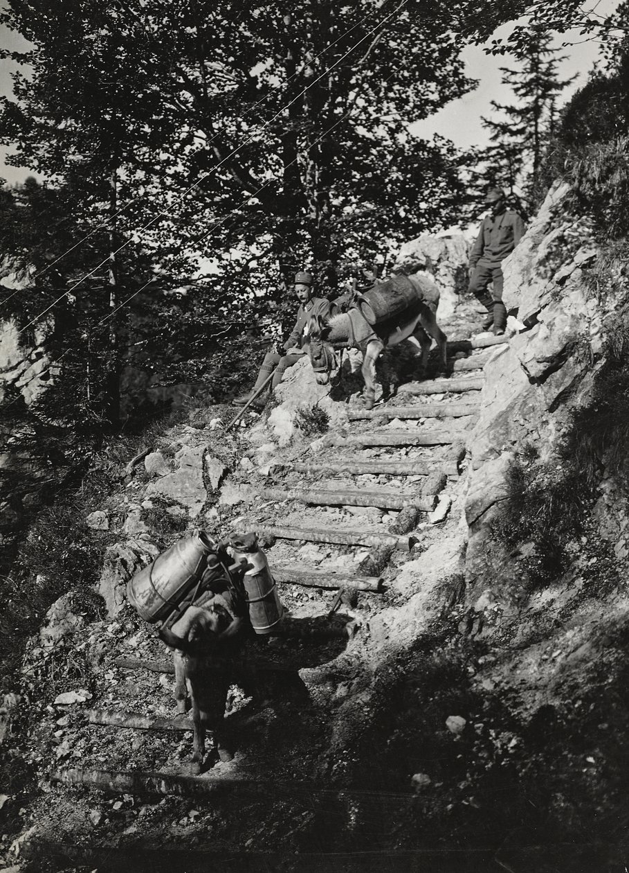 アルバム "Meine weltkriegs - Erinnerungen South-West Front (Carinthia, Italien, South Tyrol) (私の世界大戦-南西戦線の記憶（カリンシア、イタリア、トレンティーノ・アルト・アディジェ）1915年3月31日-1918年11月19日 - Josef Zohles Wien ": 急なデに沿った軍用ラバ 作： ヨーゼフ・ゾーレス