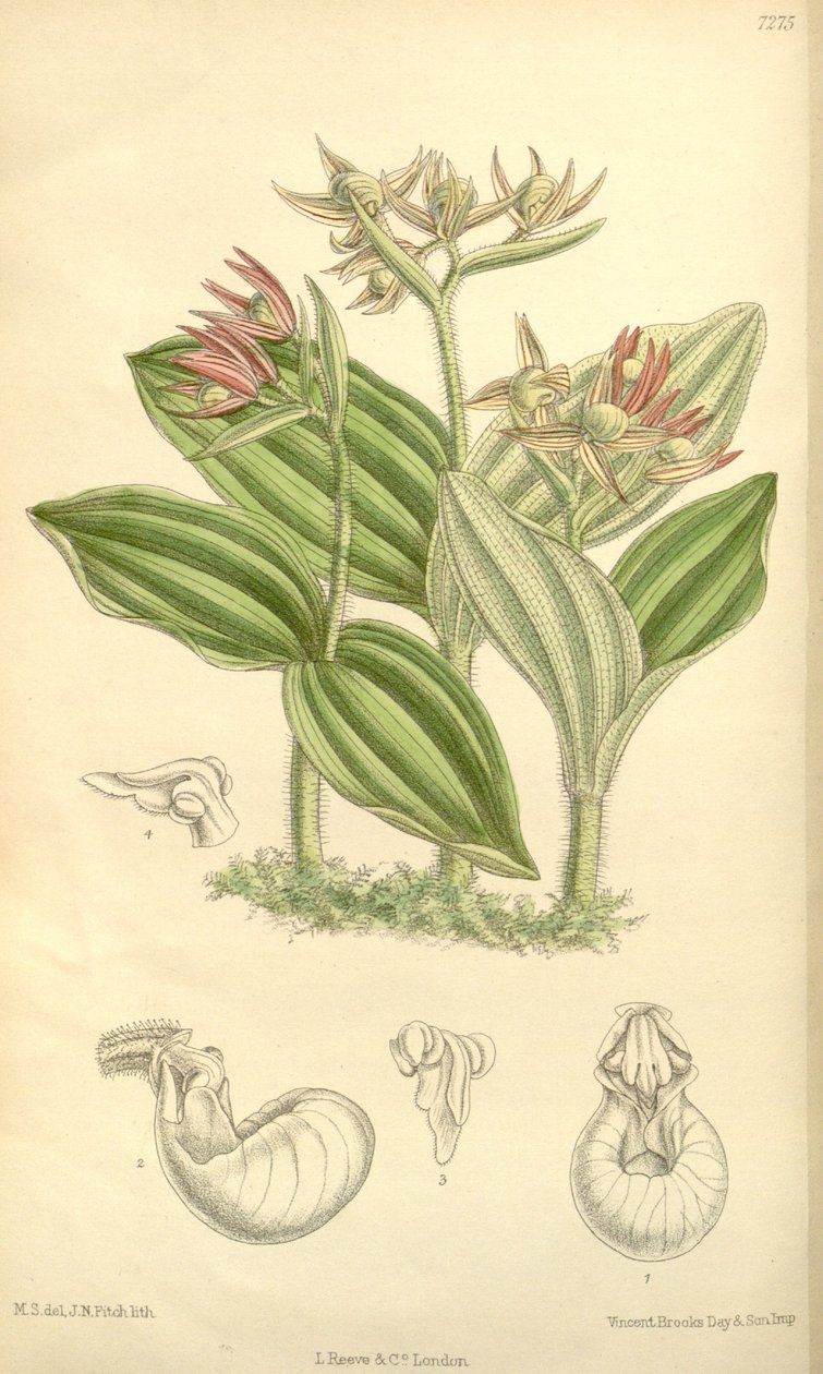 Cypripedium fasciculatum 作： ジョセフ・ダルトン・フッカー