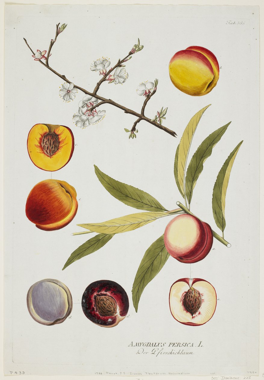 アミグダラスペルシカ、Icones Plantarum Medicinalium、1788年（手描きの彫刻とガッシュ） 作： ジョセフ・ジェイコブ・プレンク