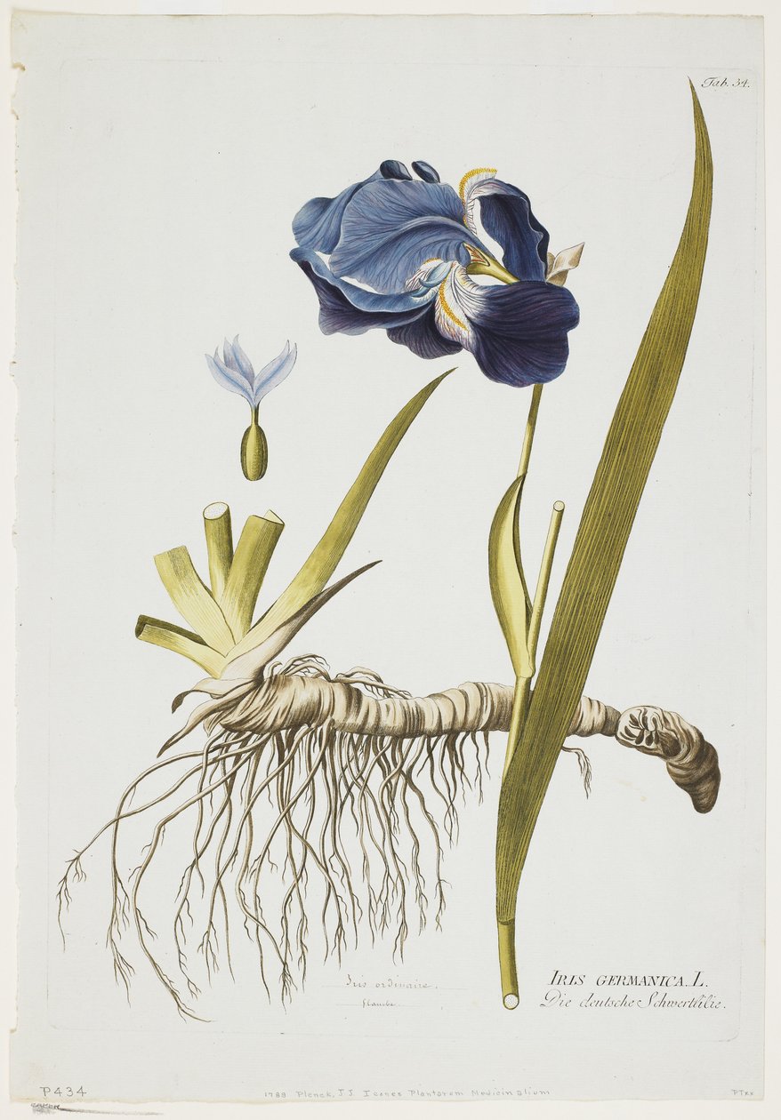 植物の薬用植物、1788-1812年のアイコンからのドイツのアイリス（手塗りの彫刻） 作： ジョセフ・ジェイコブ・プレンク