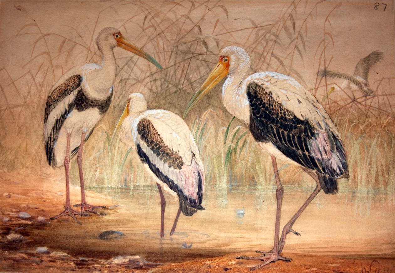 アフリカタンタラス（Pseudotantalus ibis）、1856-67（紙と紙と鉛筆） 作： ジョセフ・ウルフ