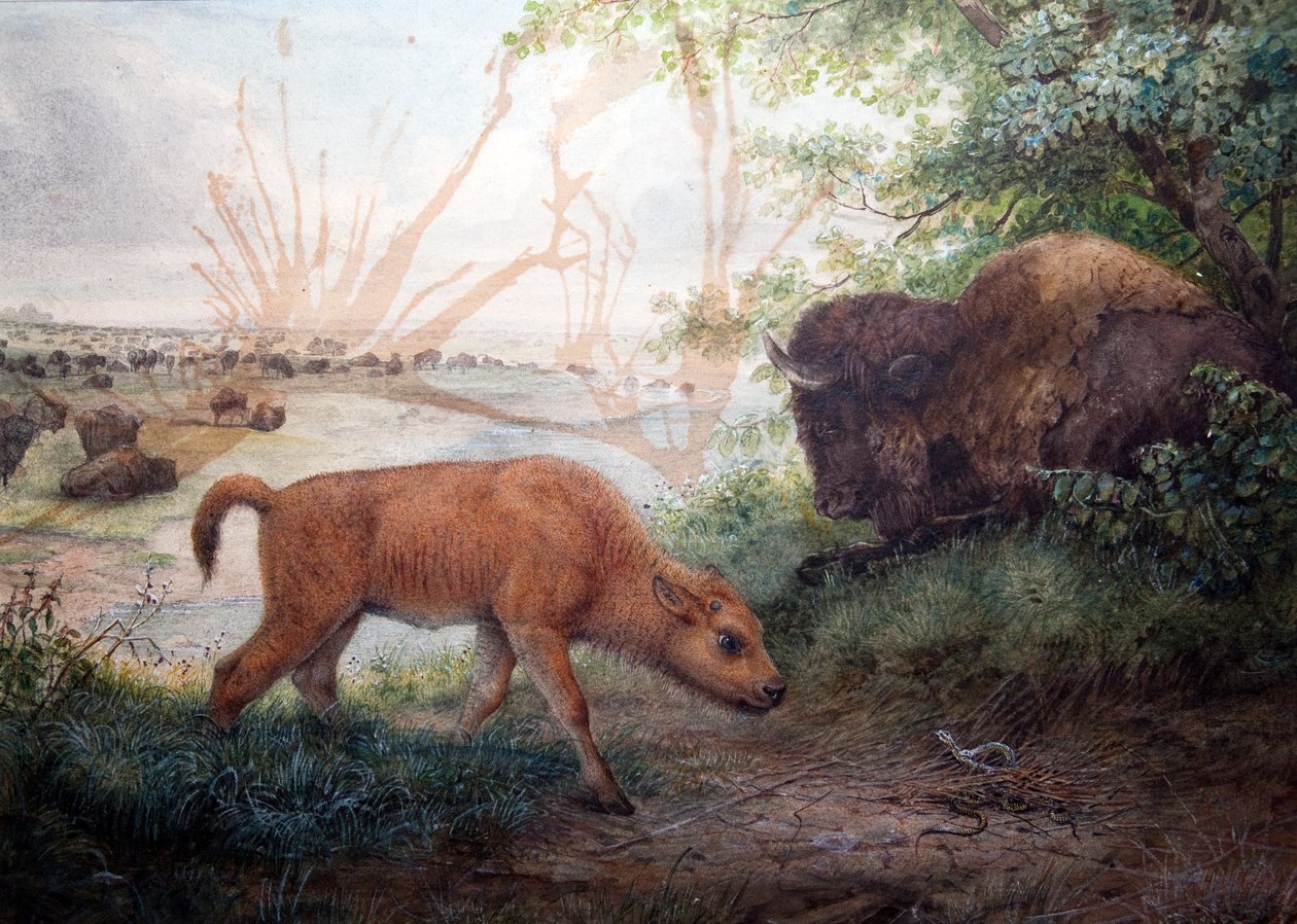 アメリカンバイソン、1850 作： ジョセフ・ウルフ