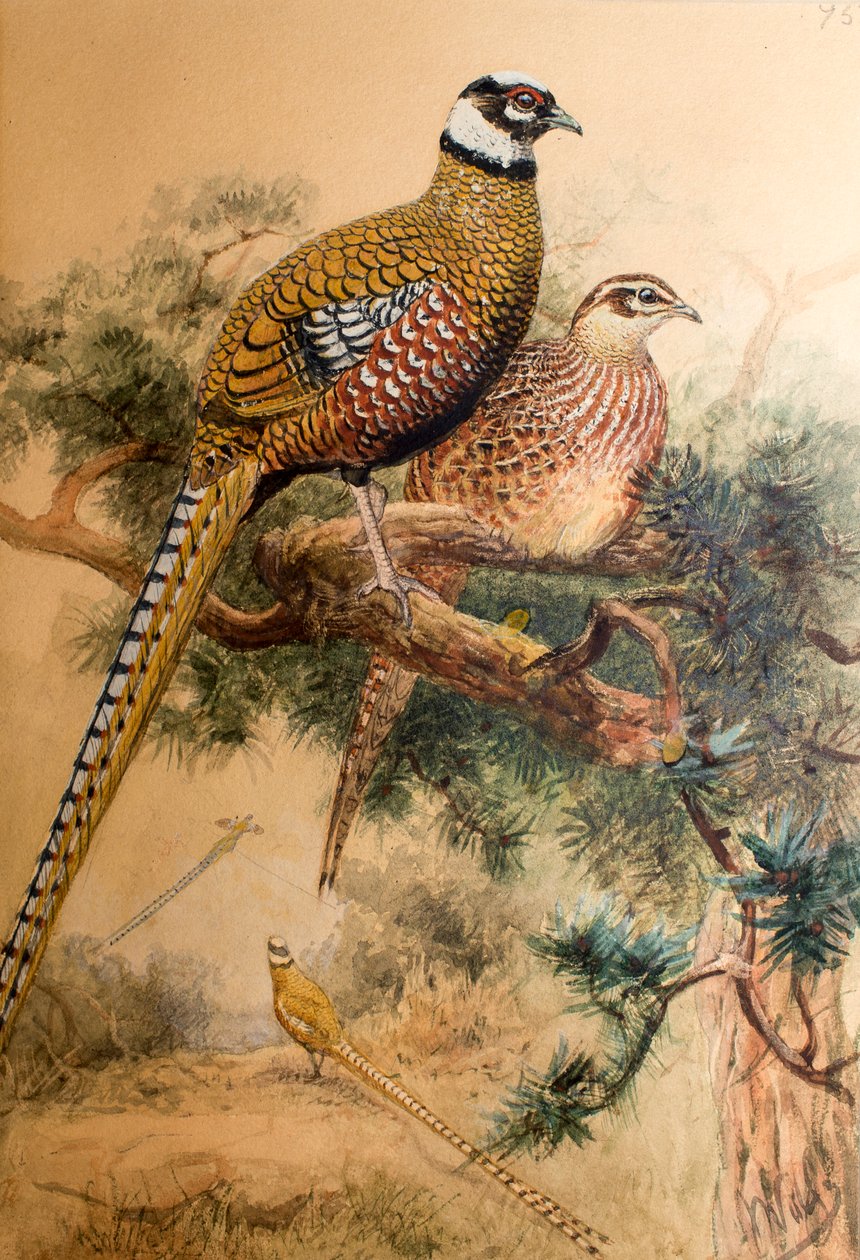 バーテールキジ（Phasianus reevesi）、1852-54 作： ジョセフ・ウルフ