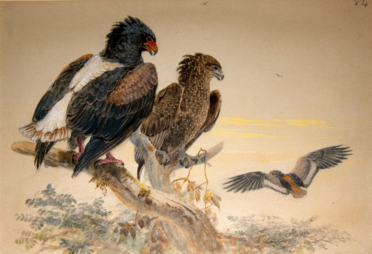 Bataleur Eagle（Helotarsus ecaudatus）、1856-67（紙と鉛筆） 作： ジョセフ・ウルフ