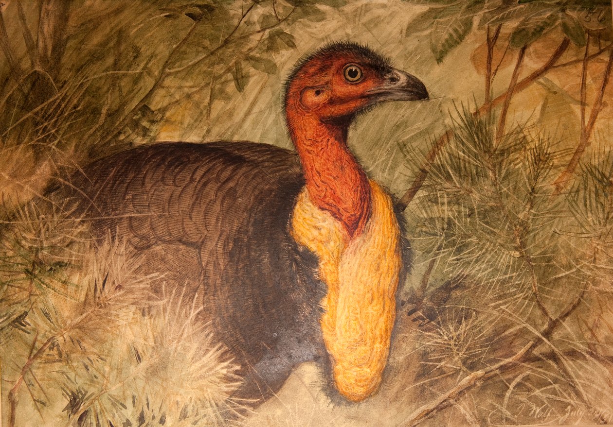 ブラシトルコ（Talegalla lathami）、1851-76年（紙と鉛筆と紙） 作： ジョセフ・ウルフ