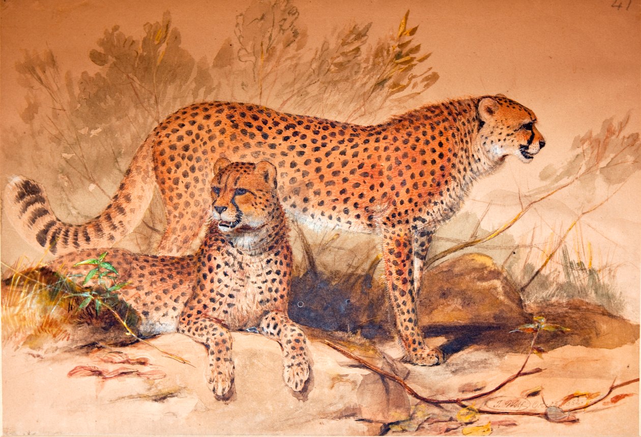 チーター、1851-52 作： ジョセフ・ウルフ