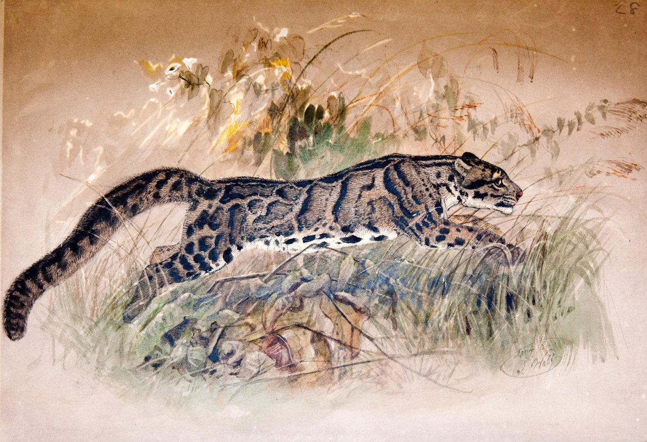 曇ったヒョウ、1851-69 作： ジョセフ・ウルフ