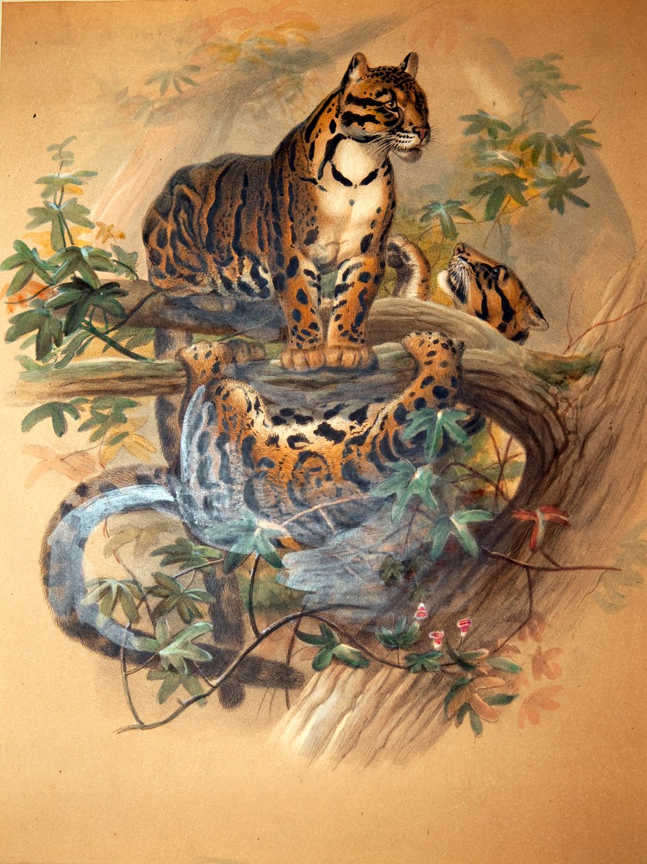 曇ったヒョウ、1861 作： ジョセフ・ウルフ