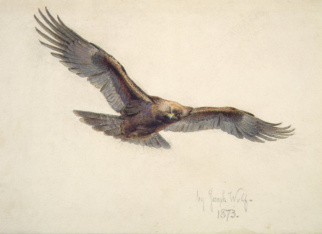 飛行中のワシ、1873 作： ジョセフ・ウルフ