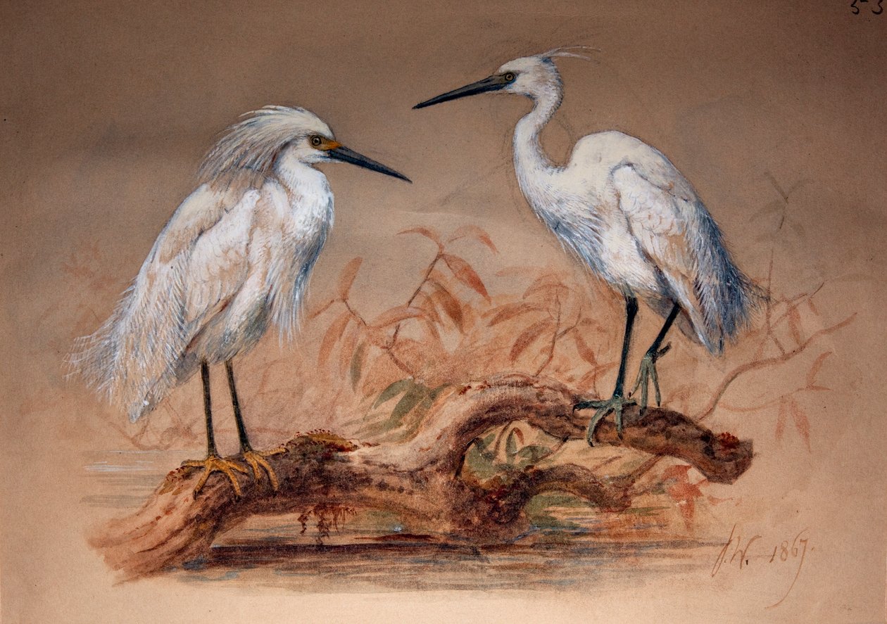 Egrets（Ardea candidissima：Arda garzetta）、1867（紙と紙と鉛筆） 作： ジョセフ・ウルフ