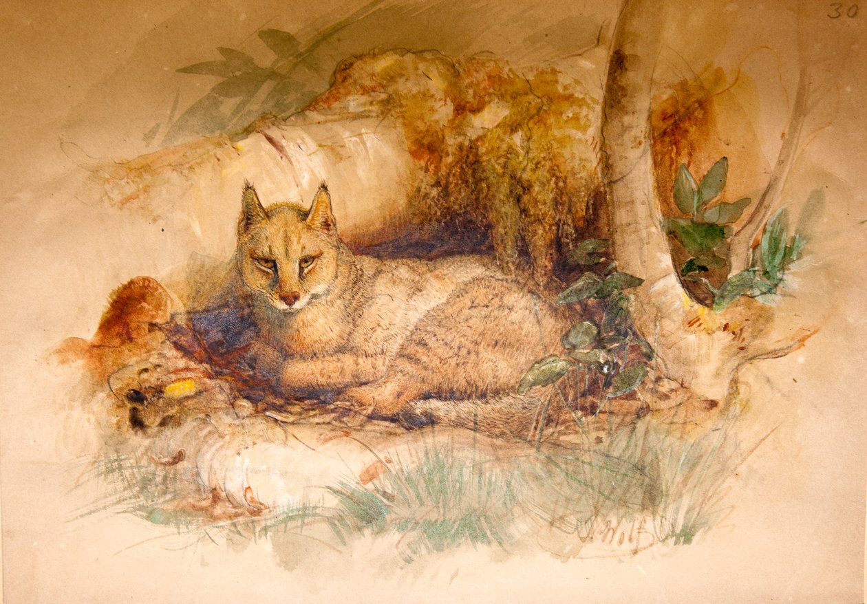 エジプトの猫、1851-69 作： ジョセフ・ウルフ