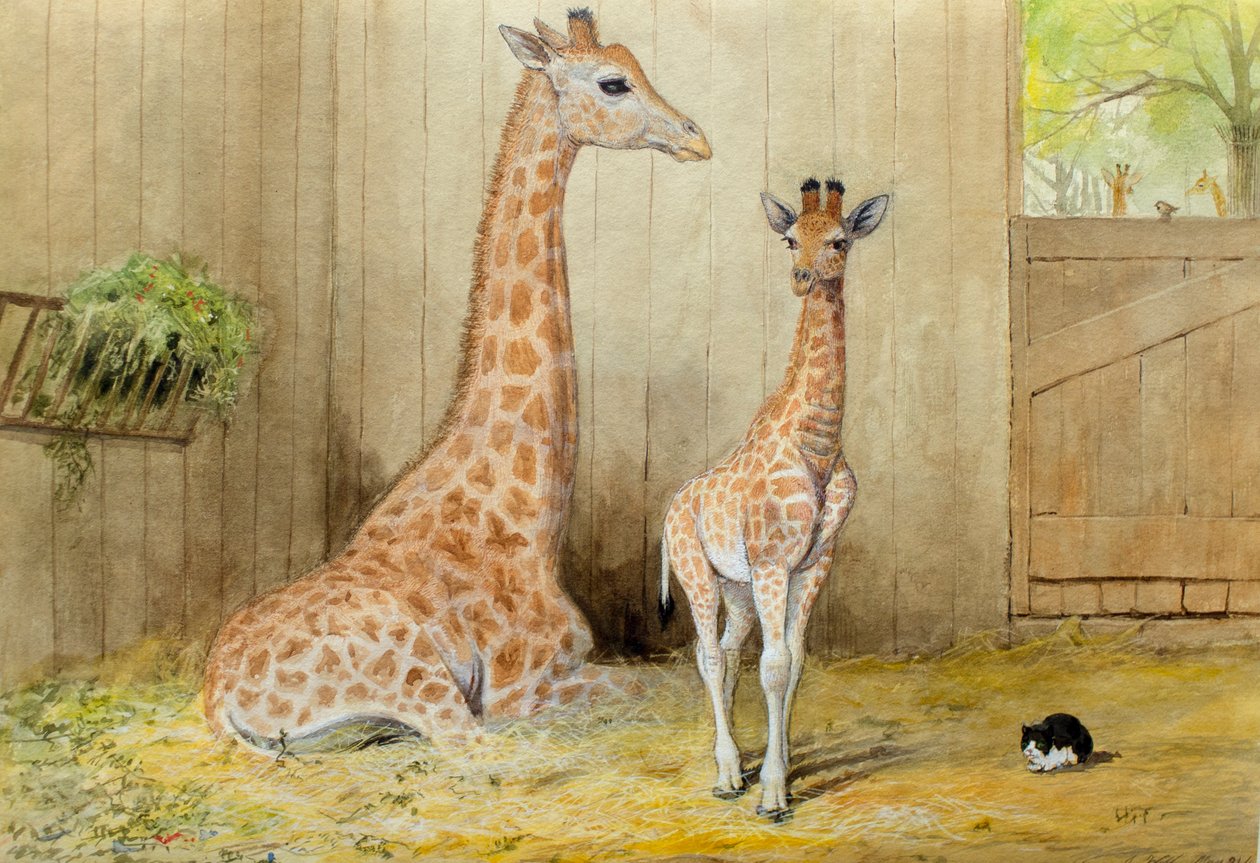 キリンとヤング、1852 作： ジョセフ・ウルフ