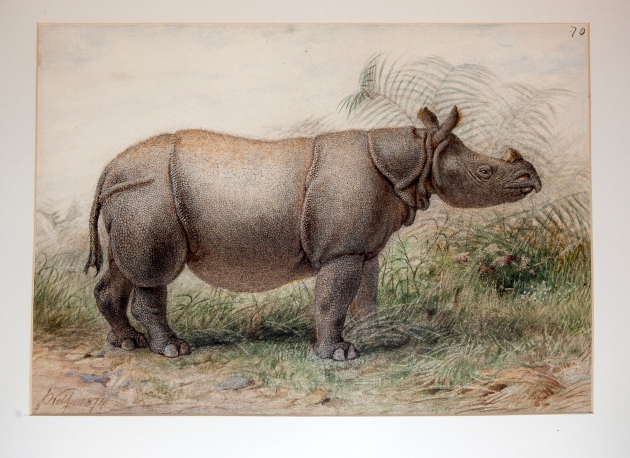 ジャワサイ、1874 作： ジョセフ・ウルフ
