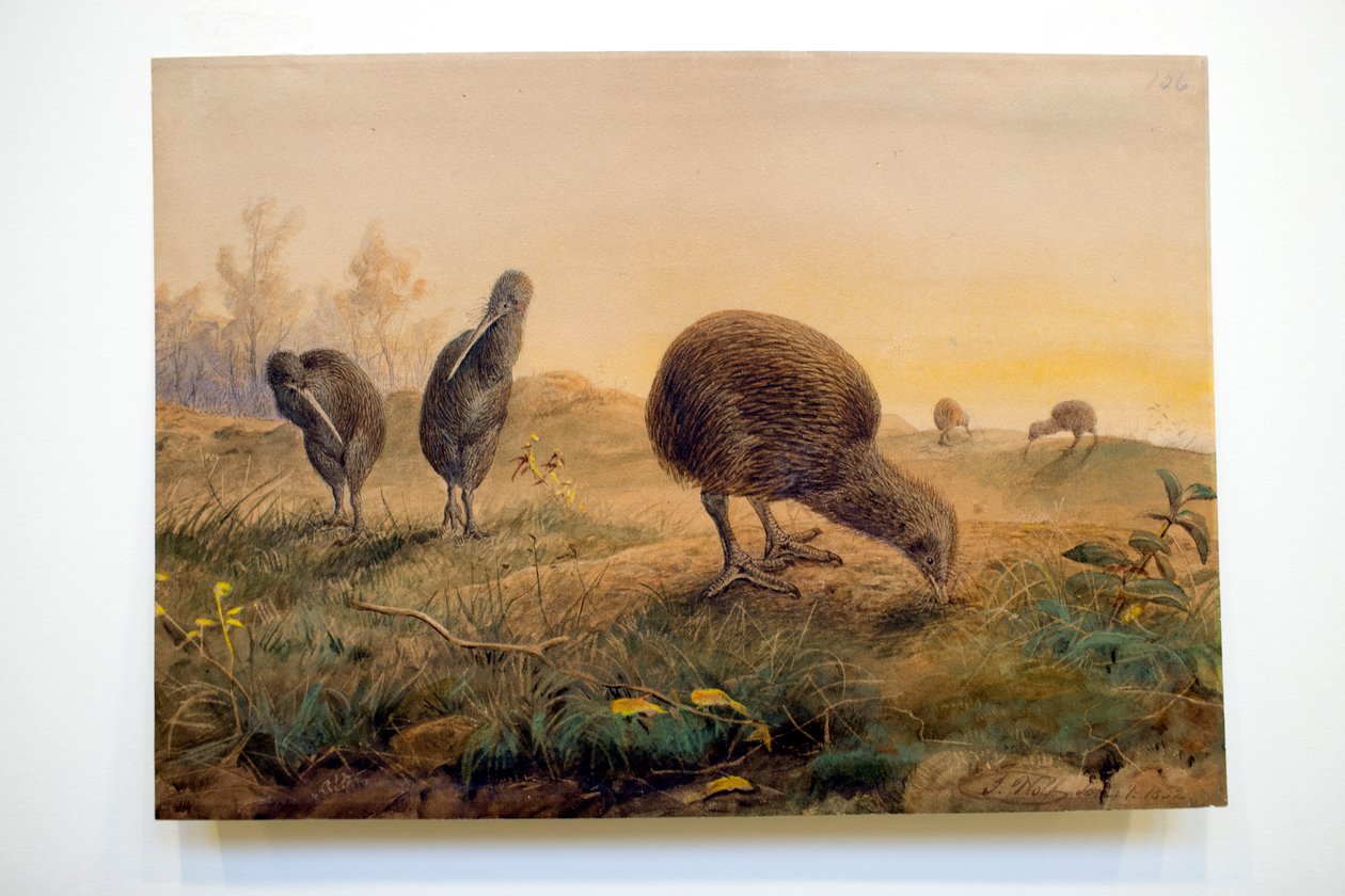 キウイマンテル、1852年 作： ジョセフ・ウルフ