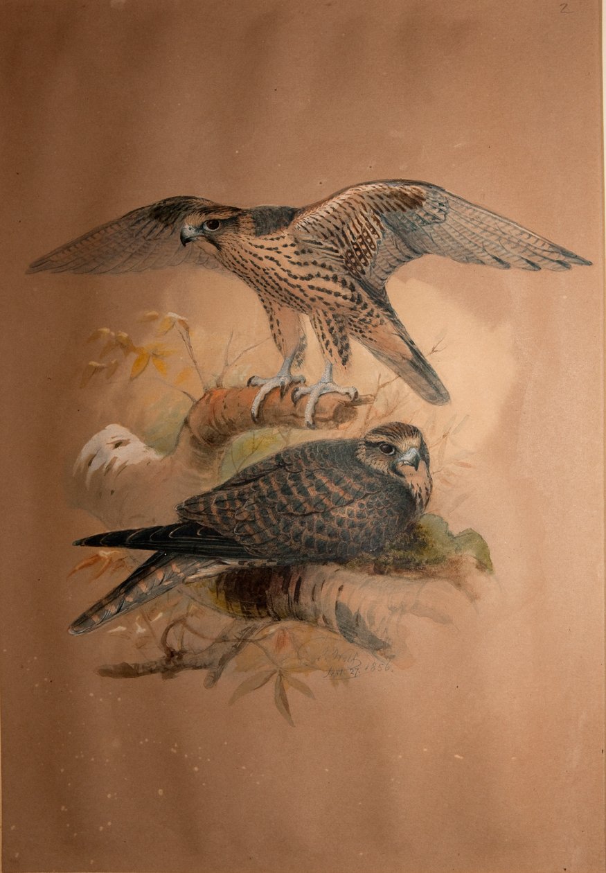 Lanner Falcon（ファルコラナリウス）、1856 作： ジョセフ・ウルフ