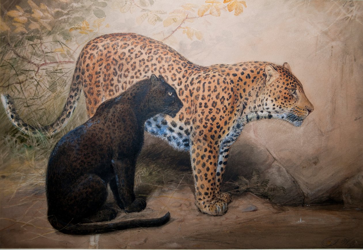 ヒョウ、1851-69 作： ジョセフ・ウルフ