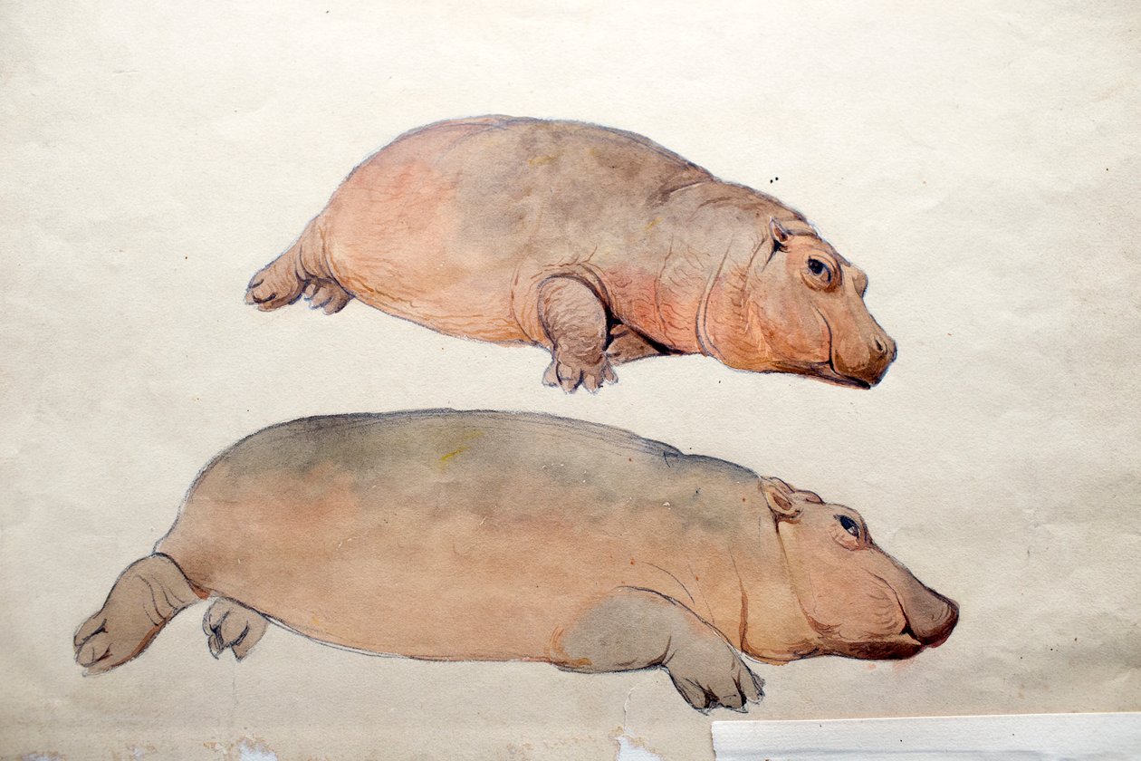 Obaysch、c.1850 作： ジョセフ・ウルフ