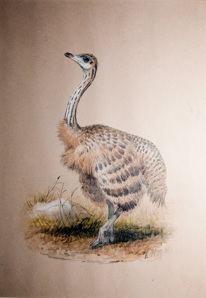 ダチョウ、1850年頃 作： ジョセフ・ウルフ