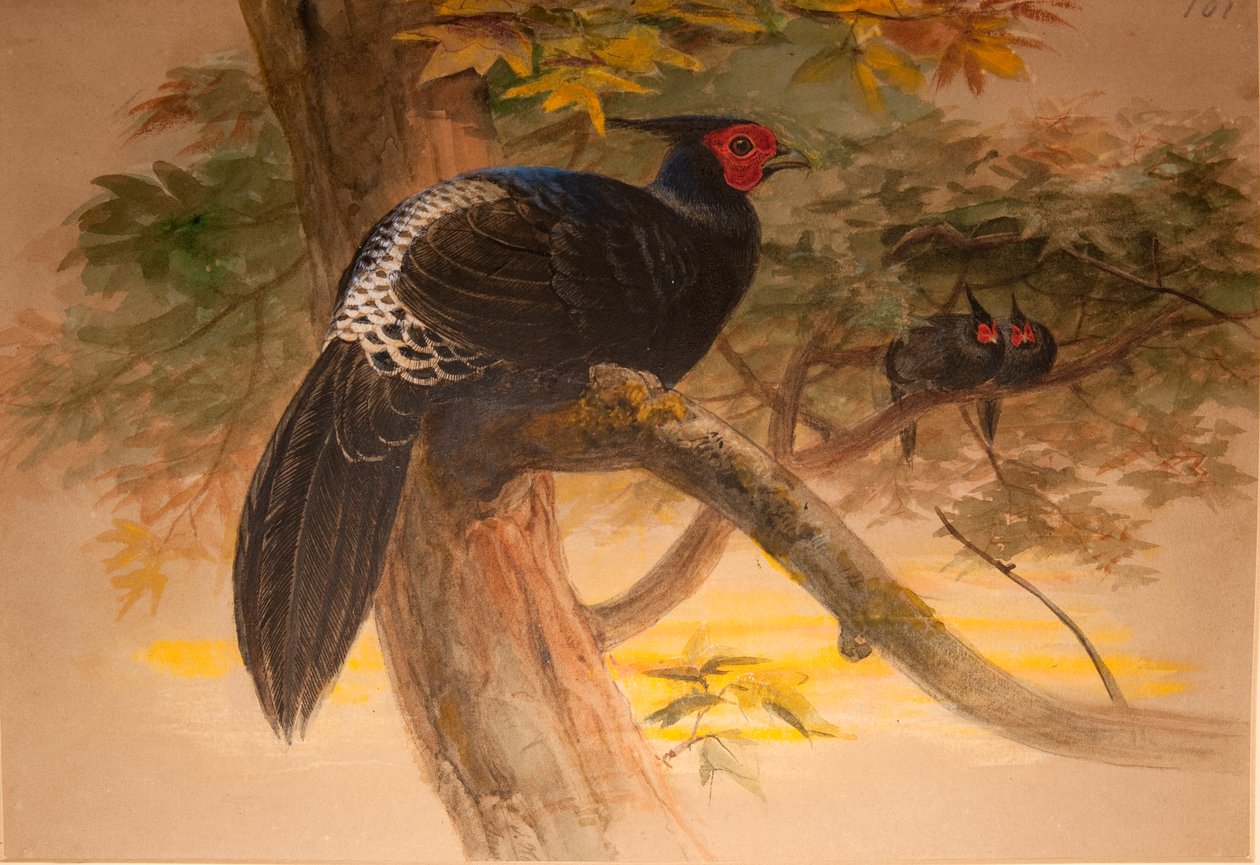 パープルカリージュ（Euplocamus horsfieldi）、1851-76年（紙と紙と鉛筆） 作： ジョセフ・ウルフ