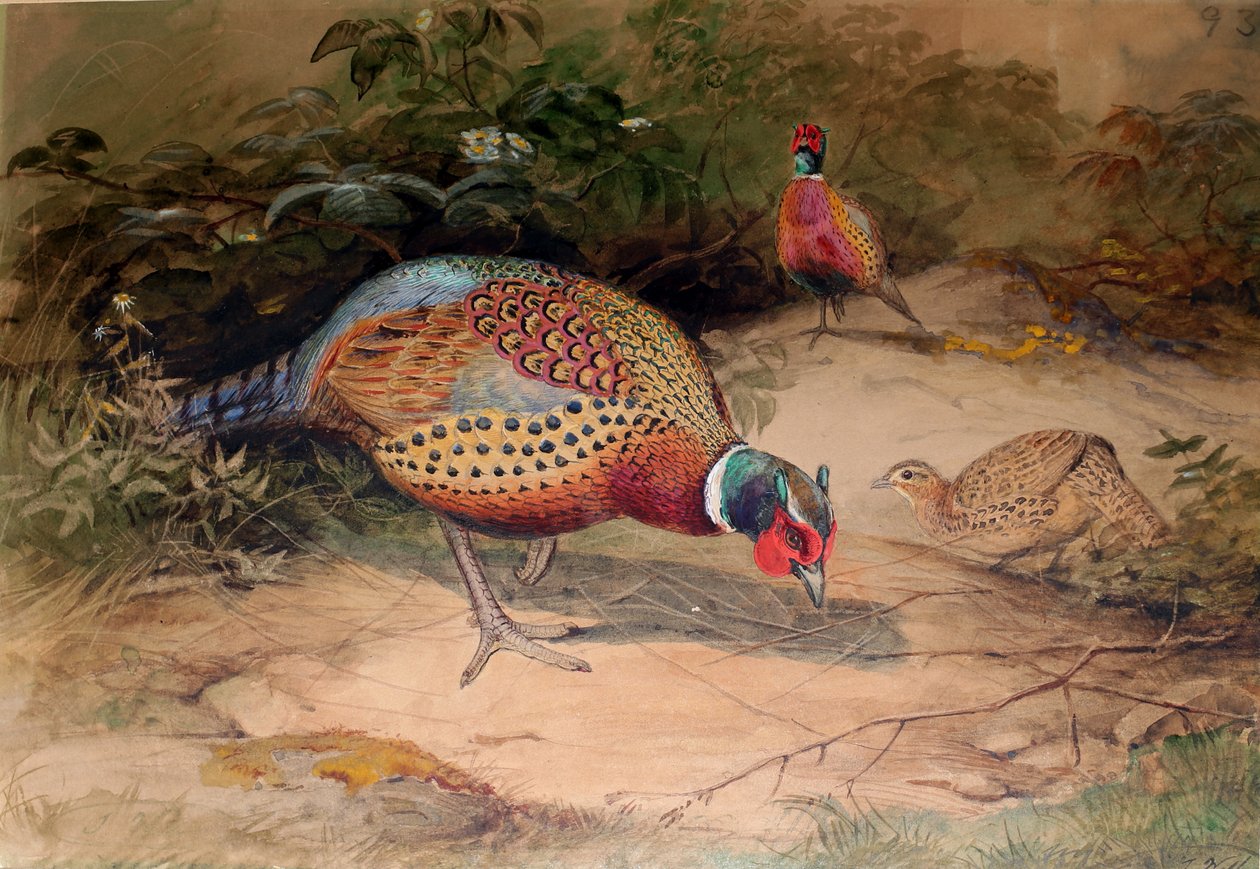 リングネックのキジ（Phasianus torquatus）、1852-54 作： ジョセフ・ウルフ