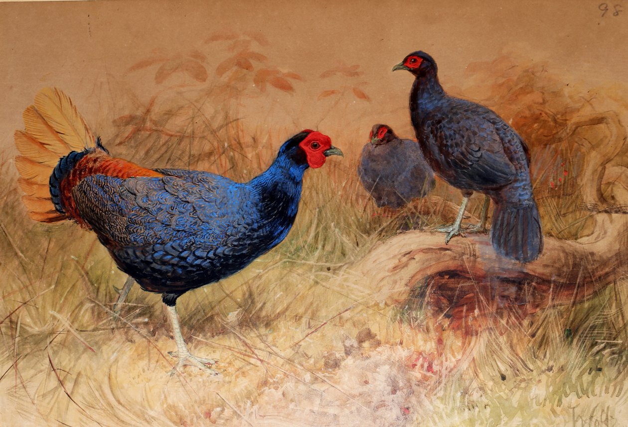 Rufous-tailed Pheasant（Euplocamus erythrophthalmus）、1852-54 作： ジョセフ・ウルフ