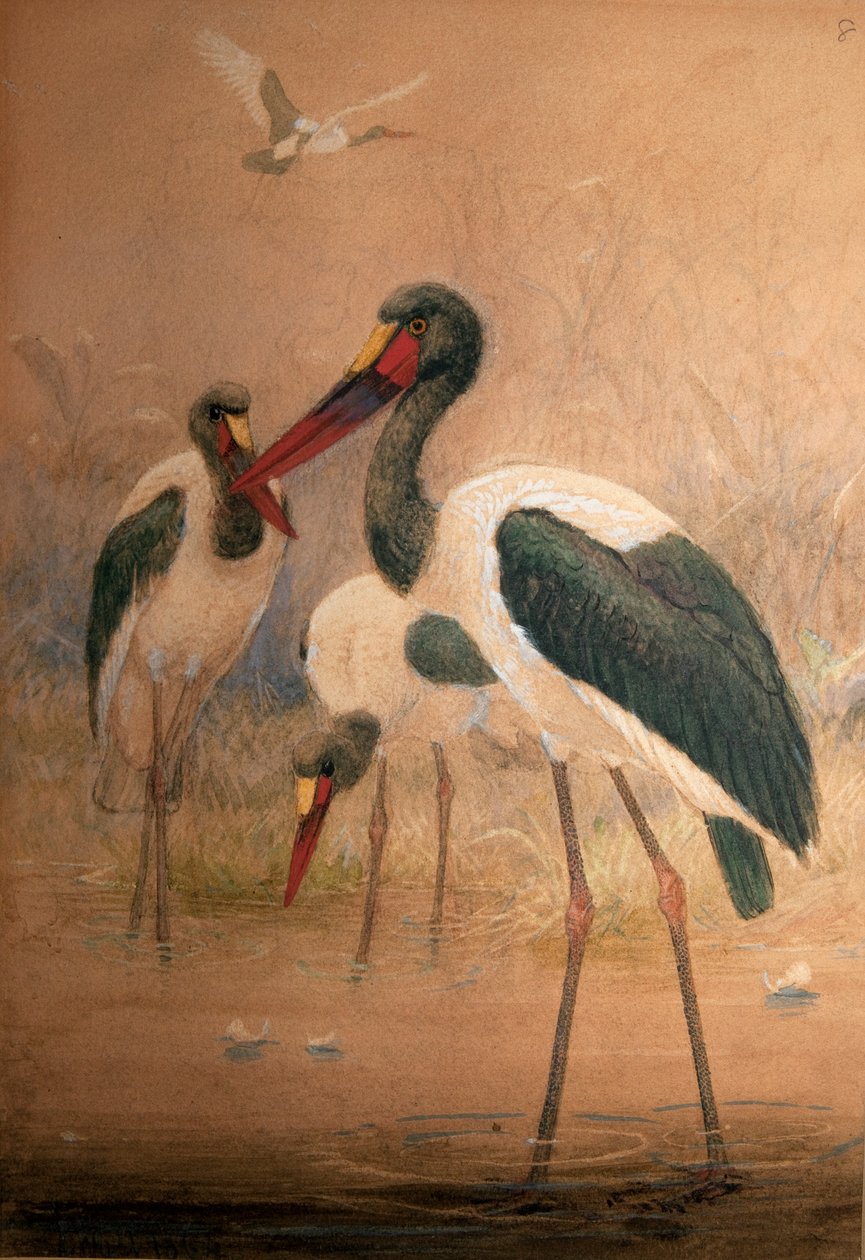 サドル請求コウノトリ（Xenorhynchus senegalensis）、1856-67 作： ジョセフ・ウルフ