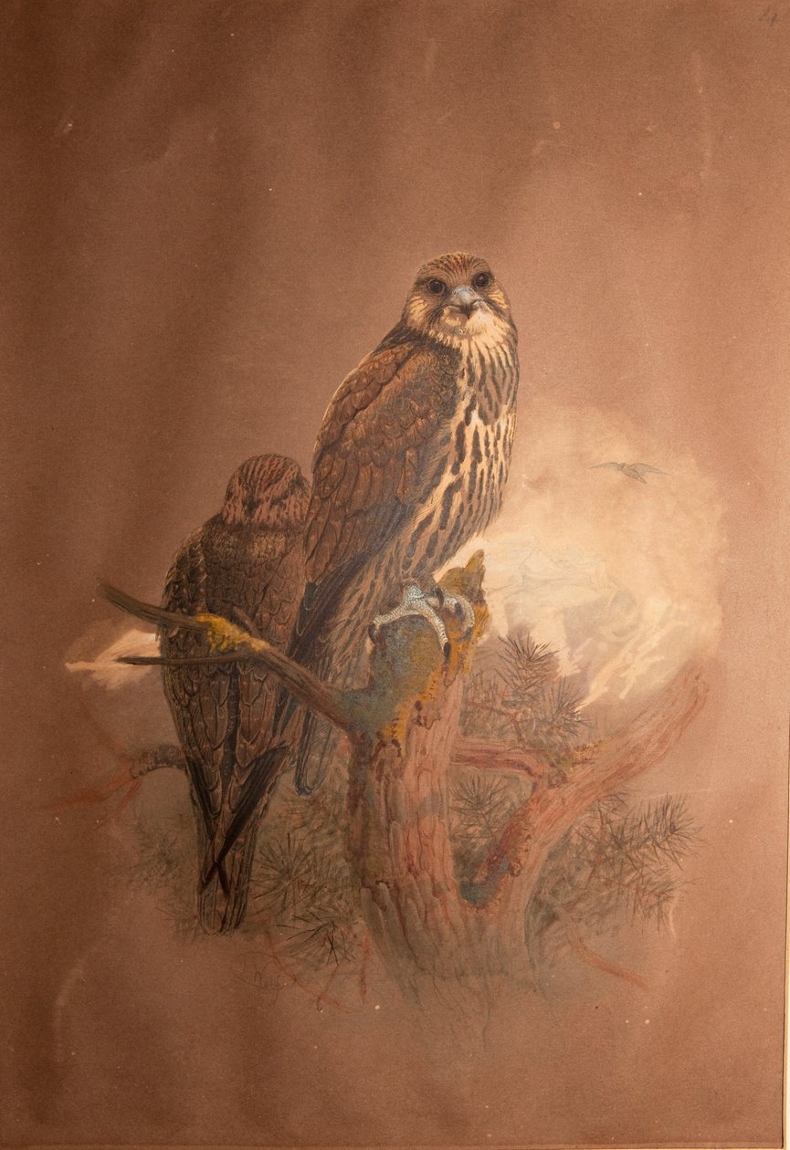 Saker Falcon（Falco sacer）、1856-67 作： ジョセフ・ウルフ