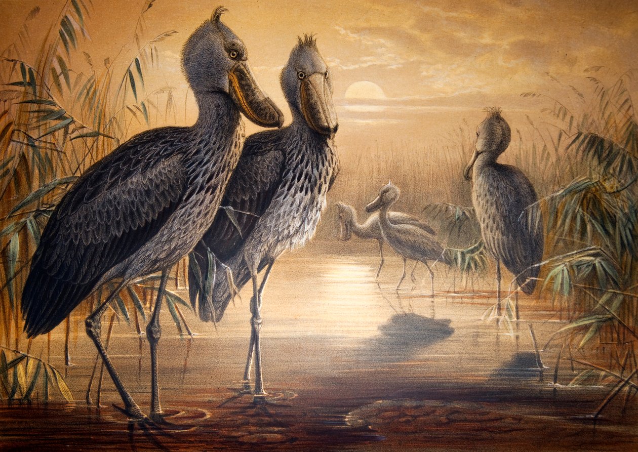 ハシビロコウ、1861 作： ジョセフ・ウルフ