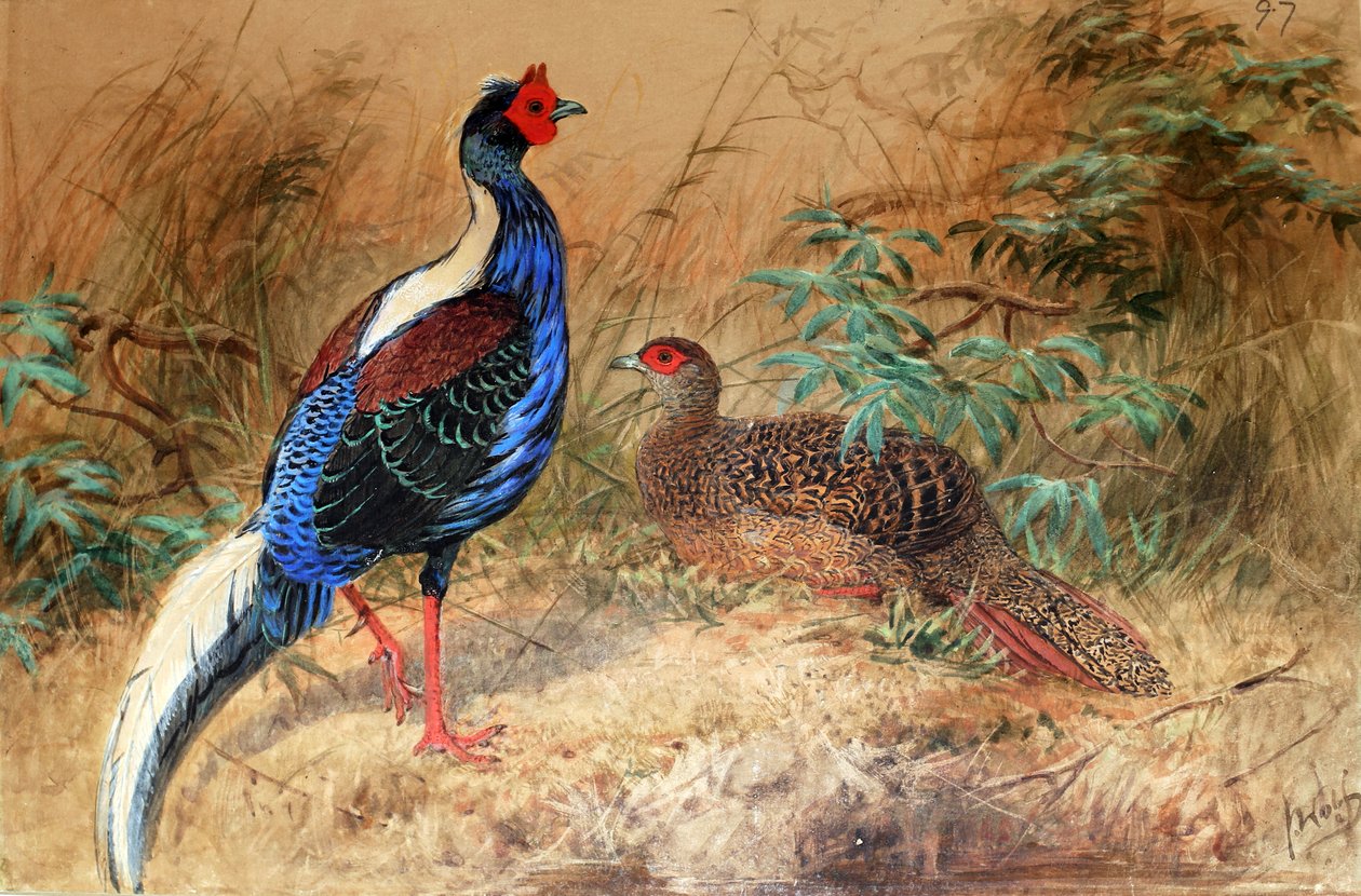 Swinhoe&39;s Pheasant（Euplocamus swinhoii）、1852-54 作： ジョセフ・ウルフ