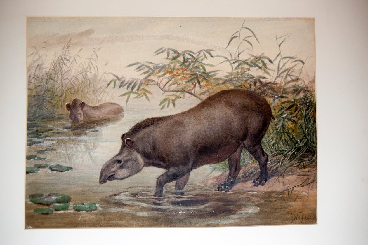 バク、1880 作： ジョセフ・ウルフ