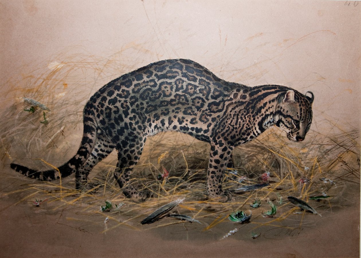 描かれたオセロット（写真はフェリス）、1850年頃 作： ジョセフ・ウルフ