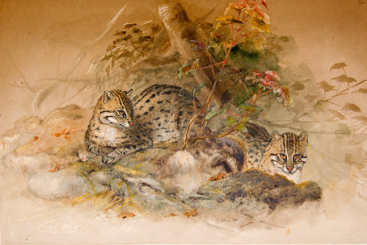 ワガティ猫、1851-69 作： ジョセフ・ウルフ
