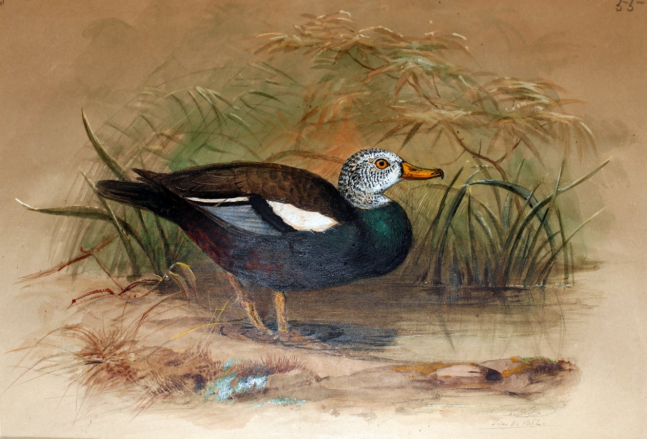 ホワイトヘッドシェルドレイク（Casarca leucoptera）、1852-54 作： ジョセフ・ウルフ