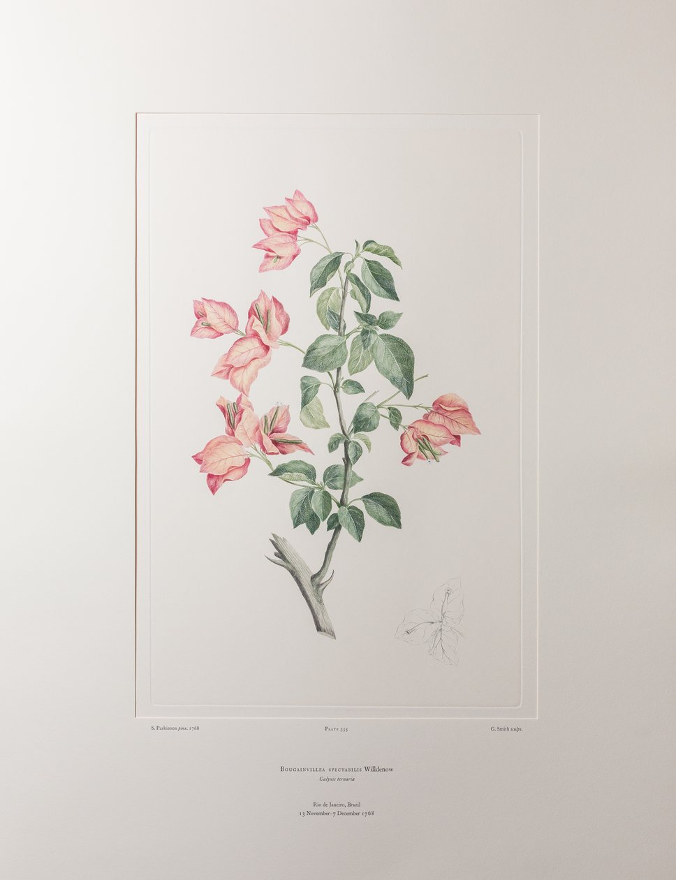 Bouganvillea spectabilis (Nyctaginaceae) - バンクス『フロリレギウム』355版、1771-84年頃（紙に銅版画） 作： ジョセフ・バンクス