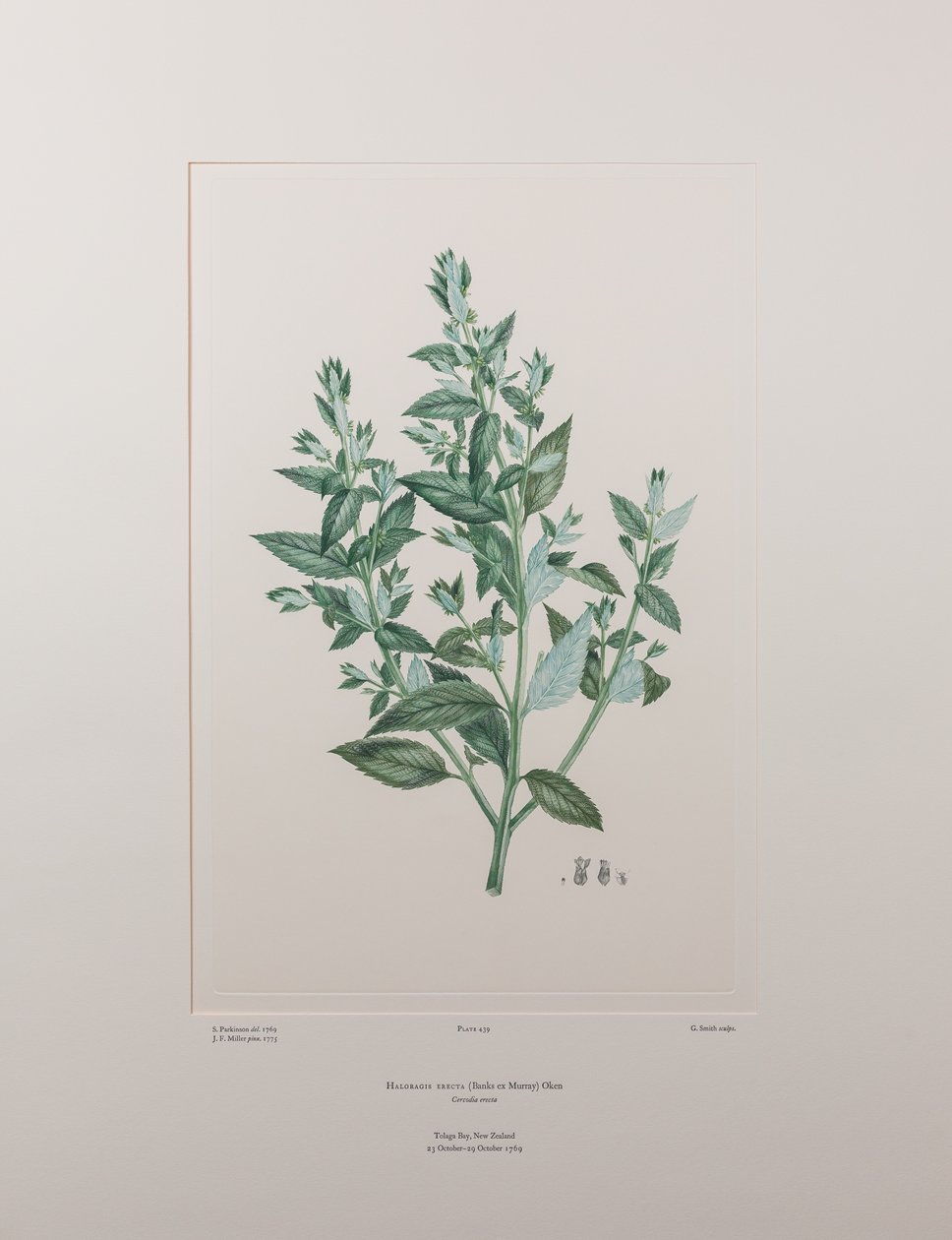 Haloragis erecta (Haloragidaceae) - バンクス『フロリレギウム』439版、1771-84年頃（紙に銅版画） 作： ジョセフ・バンクス