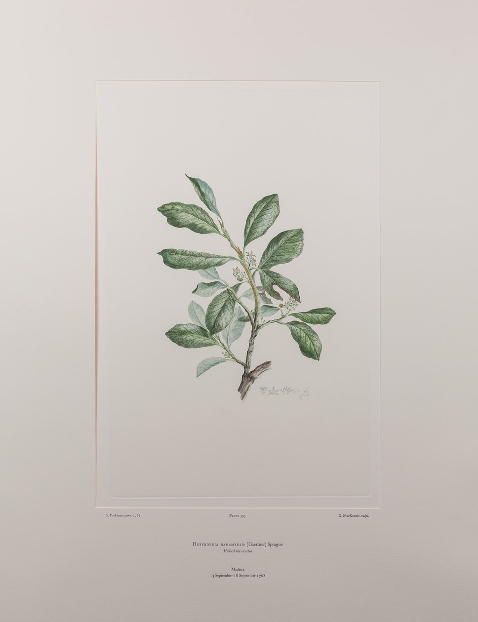 ヘベルデニア・バハメンシス（Myrsinaceae） - バンクス『フロリレギウム』395版、1771-84年頃（紙に銅版画） 作： ジョセフ・バンクス