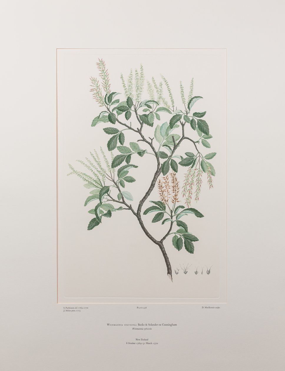 Weinmannia sylvicola (Cunoniaceae) - バンクス『フロリレギウム』436版、1771-84年頃（紙に銅版画） 作： ジョセフ・バンクス