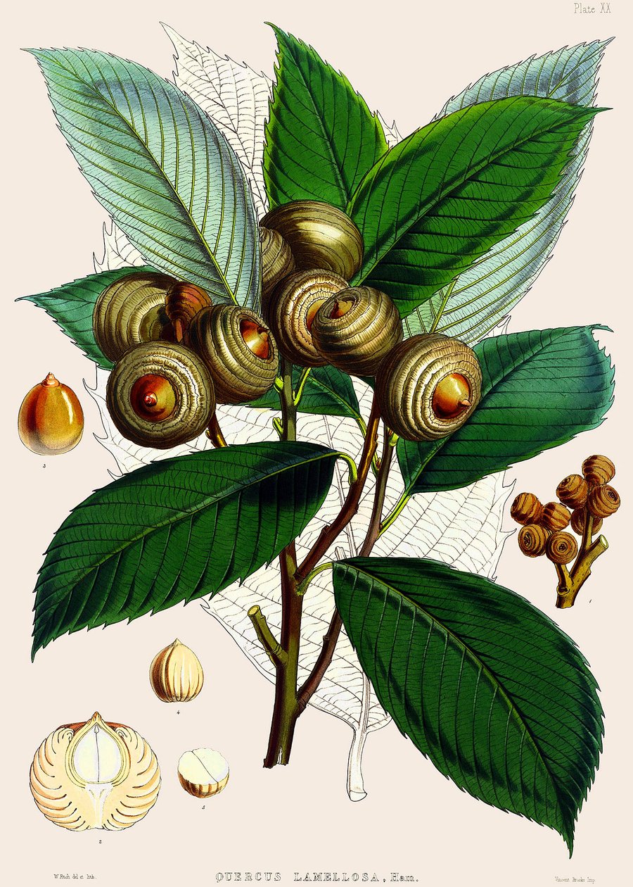 Quercus lamellosa、1890 作： ジョセフ・ダルトン・フッカー