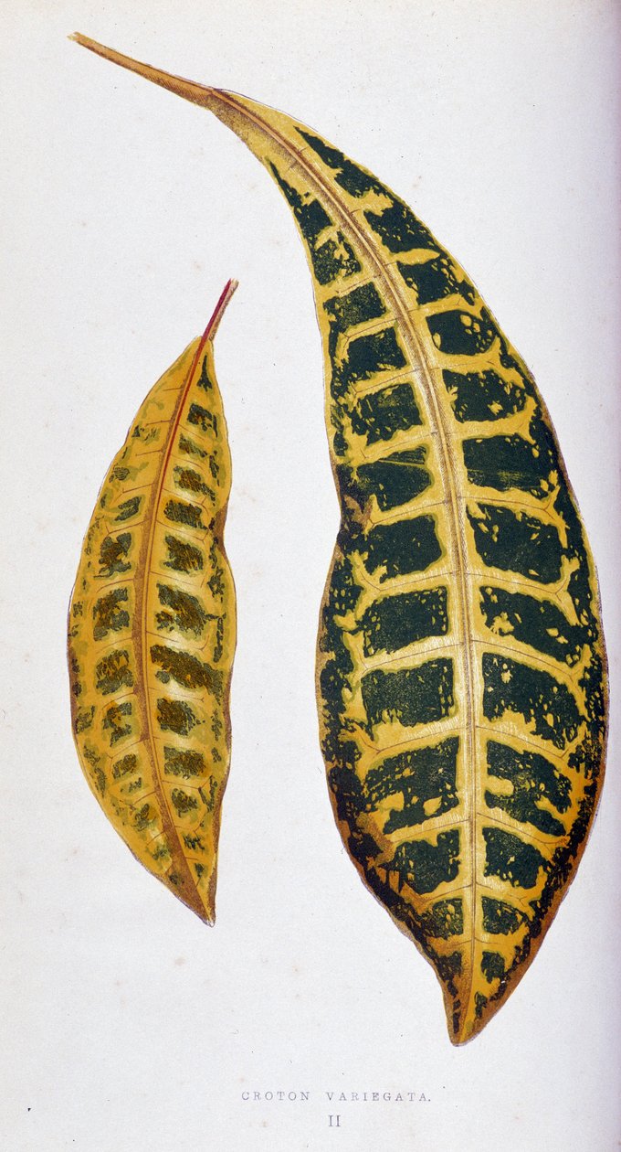 クロトンの葉のバリエガタ。 「」のボタニカルボード カラフルな葉を持つ植物。 London Horticulture Society のメンバーである Edward Joseph Lowe と W. Howard による、庭園、温室、アパートの装飾に使用される最も注目すべき種のコレクション。 トラン 作： ジョセフ・エドワードとハワードWロウ