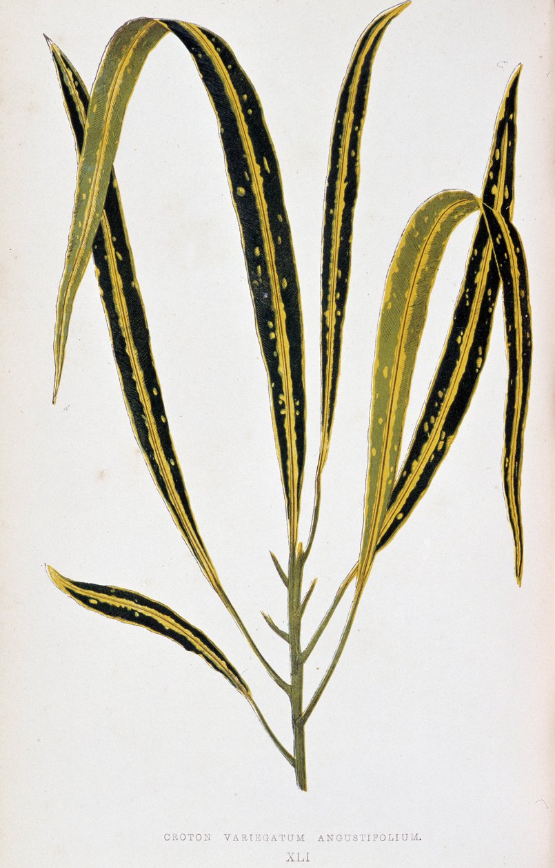 クロトンの葉 variegatum angustifolium。 「」のボタニカルボード カラフルな葉を持つ植物。 London Horticultur のメンバーである Edward Joseph Lowe と W. Howard による、庭園、温室、アパートの装飾に使用される最も注目すべき種のコレクション 作： ジョセフ・エドワードとハワードWロウ