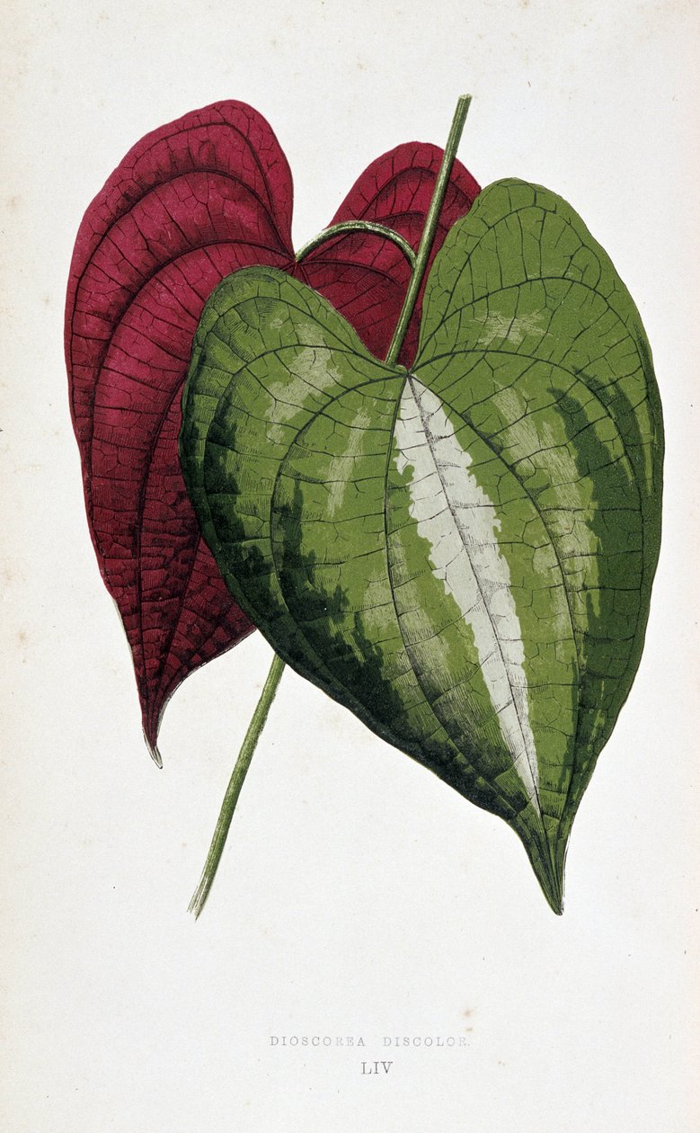 山芋の葉は2色（ヤマノイモ変色）。 「」のボタニカルボード カラフルな葉を持つ植物。 London Hort のメンバーである Edward Joseph Lowe と W. Howard による、庭園、温室、アパートの装飾に使用される最も注目すべき種のコレクション 作： ジョセフ・エドワードとハワードWロウ