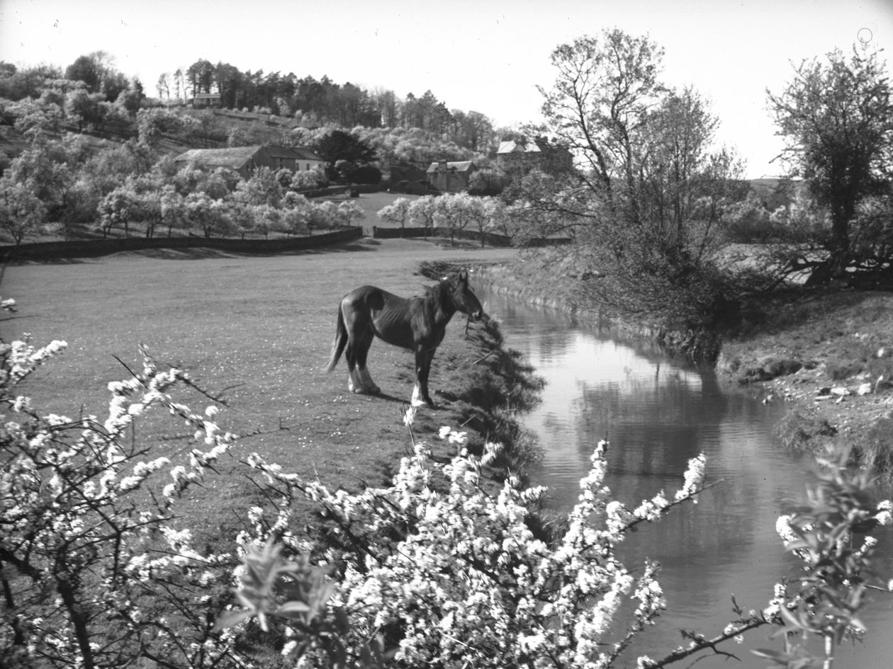 前景の花と、その向こうの野原の小川の横に立つ馬 作： ジョセフ・ハードマン