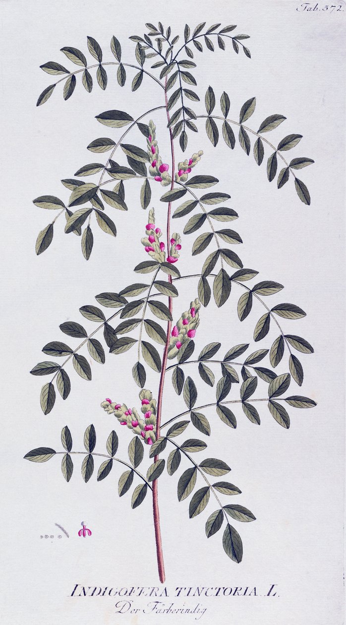 Joseph Jacob von Plenck（1735-1807）による真の藍（Indigofera tinctoria）、ウィーンのIcones plantarum medicinaliumより。 作： ジョセフ・ジェイコブ・プレンク