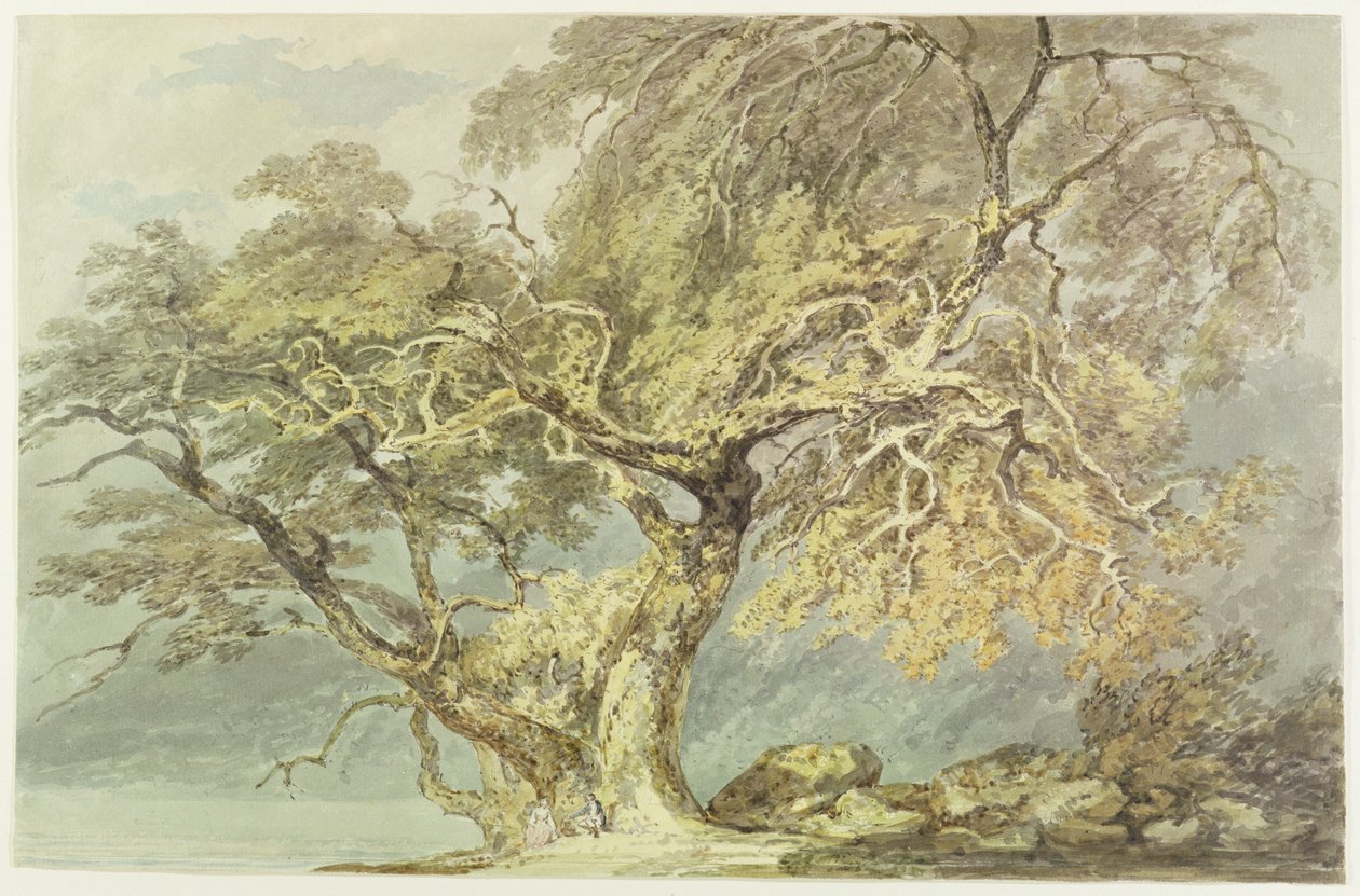 偉大な木、c.1796（紙のグラファイトの上にトイレ） 作： ジョセフ・マロード・ウィリアム・ターナー
